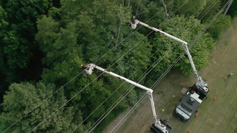 How Our Tree Care Process Works  in Santa Clarita, CA